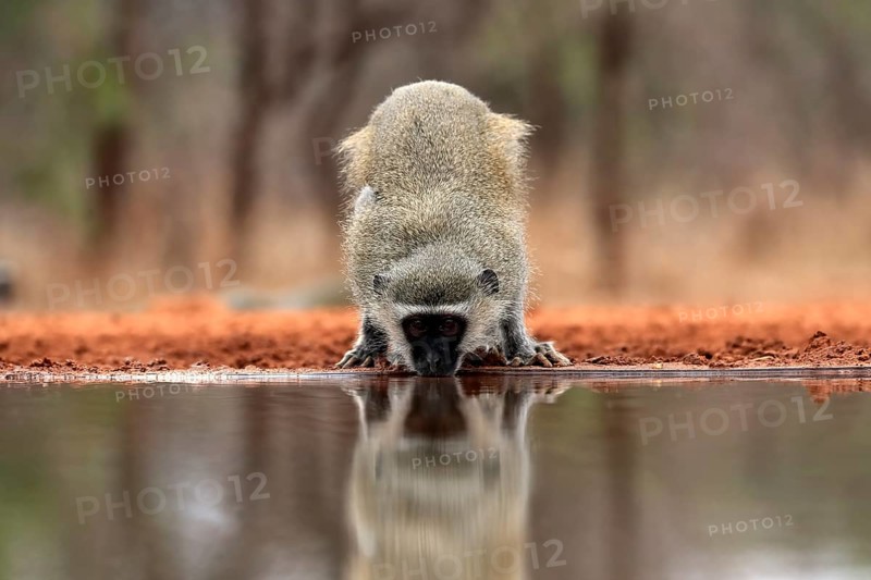 Vervet Monkey (Chlorocebus pygerythrus), adult, drinking, at the water, Kruger National Park, Kruger National Park, Kruger National Park South Africa