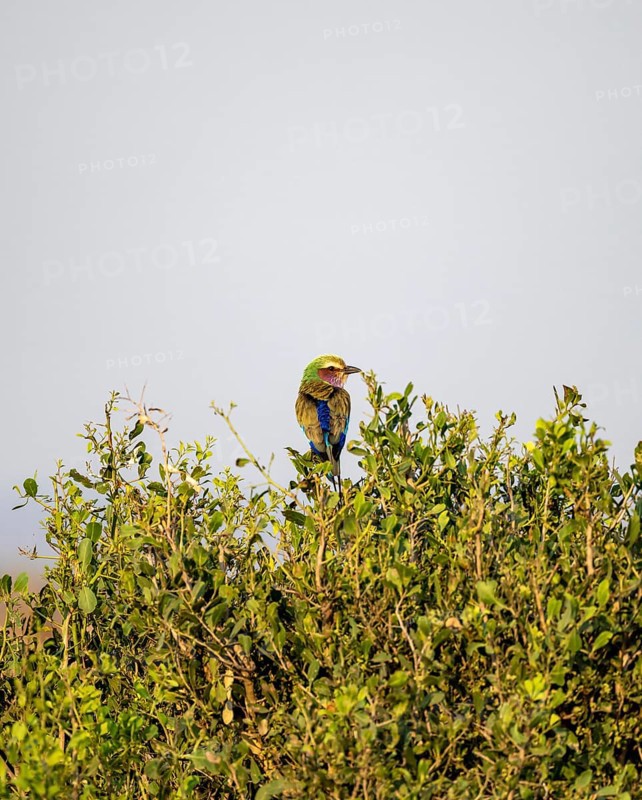 Lilac-breasted roller (Coracias caudatus) sitting in a tree against a blue sky, Kruger National Park, South Africa, Africa