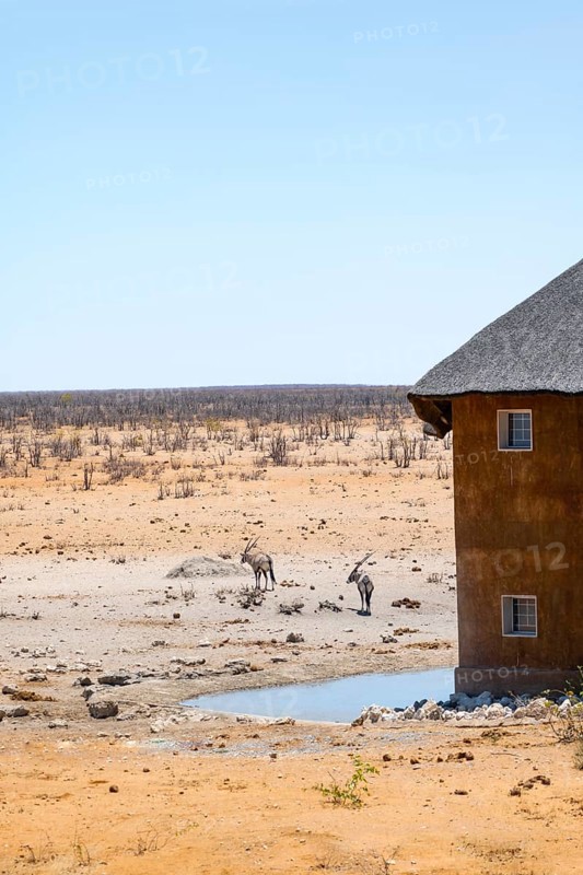 Two gemsbok (Oryx gazella) in dry savannah with orange-coloured sand, at the Olifantsrus waterhole with viewing tower, Etosha National Park, Namibia, Africa