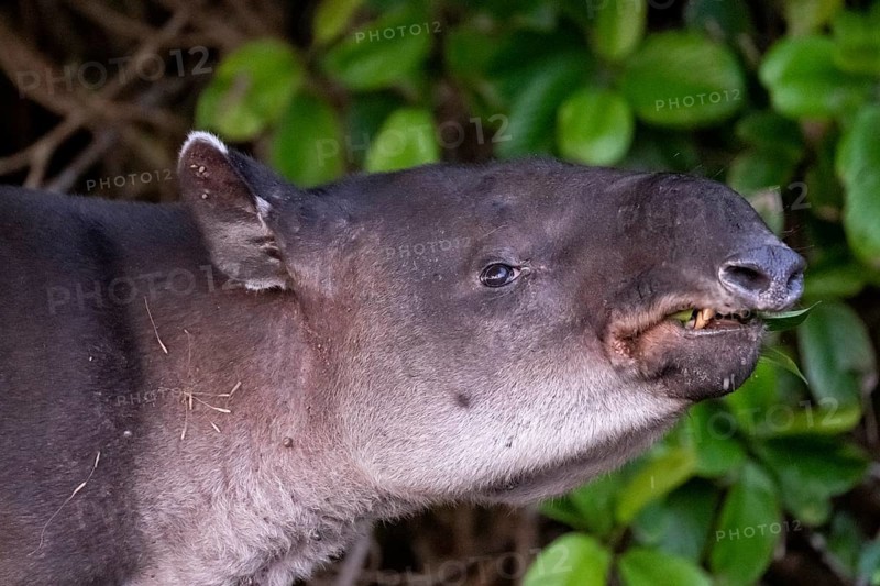 Baird's tapir (Tapirus bairdii), juvenile, animal portrait, in the rainforest, Corcovado National Park, Osa, Puntarena Province, Costa Rica, Central America