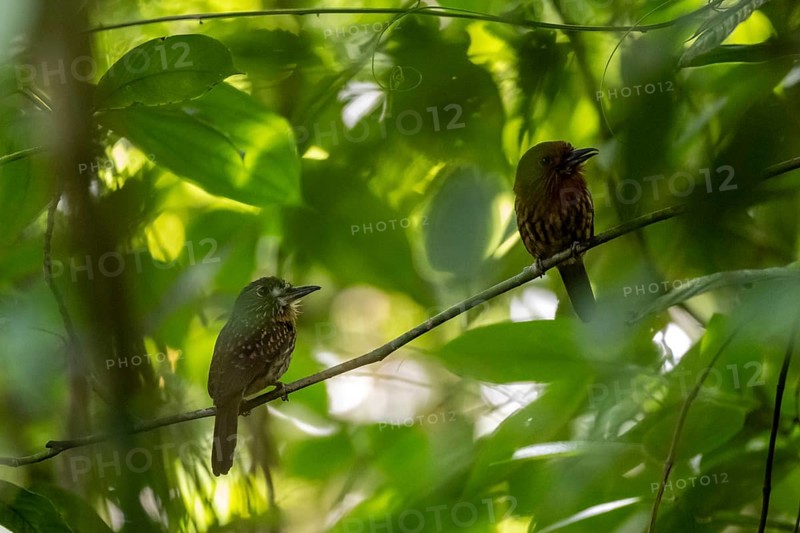 White-tailed Puffbird (Malacoptila panamensis) two birds sitting on a branch, tropical rainforest, Corcovado National Park, Osa, Puntarena Province, Costa Rica, Central America