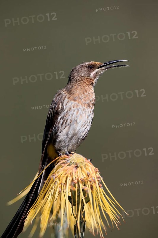 Cape Honeybird (Promerops cafer), adult, male, singing, on flower, Protea, Kirstenbosch Botanical Gardens, Cape Town, South Africa, Africa