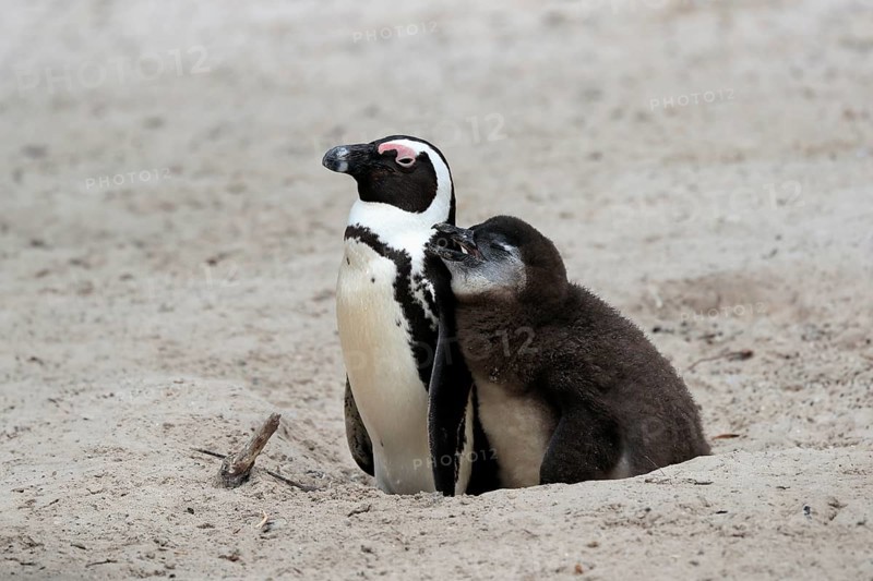 African penguin (Spheniscus demersus), adult with young, at the nest, Boulders Beach, Simonstown, Western Cape, South Africa, Africa
