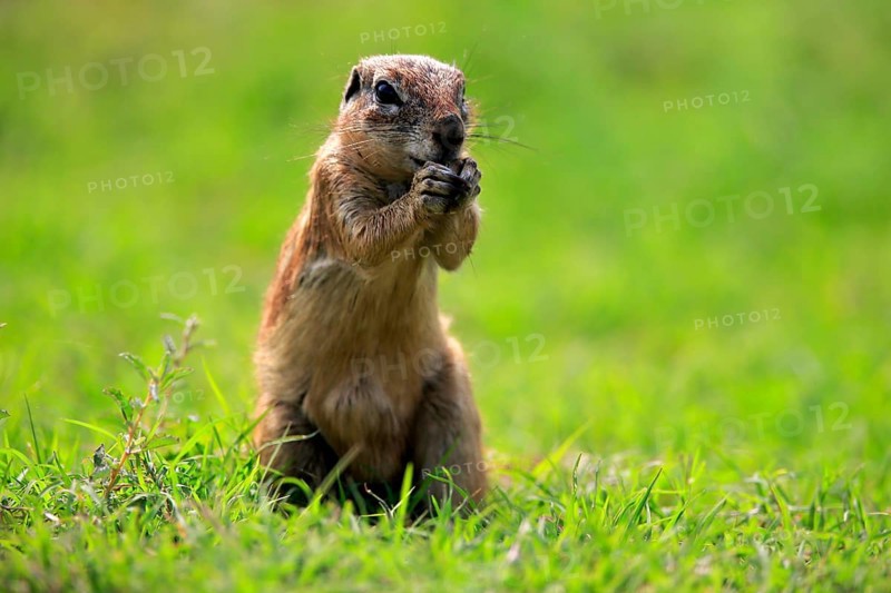 Cape ground squirrel (Xerus inauris), adult, alert, standing upright, feeding, Mountain Zebra National Park, Eastern Cape, South Africa, Africa