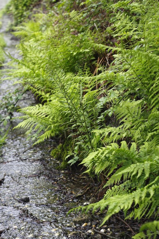Lady fern (Athyrium filix-femina), by the water, North Rhine-Westphalia, Germany, Europe