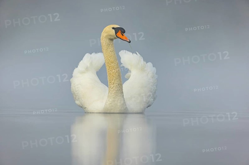 Mute swan, (Cygnus olor), romantic morning mood, Wagbachniederung, Wagh‰usl, Baden-Württemberg, Germany, Europe