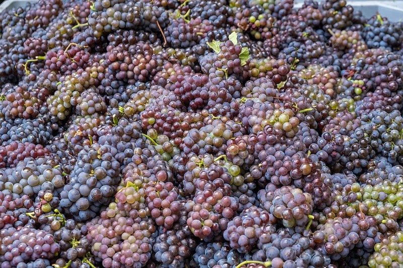 Grape grape harvest, manual harvest, Pinot Gris wine variety, Southern Palatinate, Palatinate, Rhineland-Palatinate, Germany, Europe