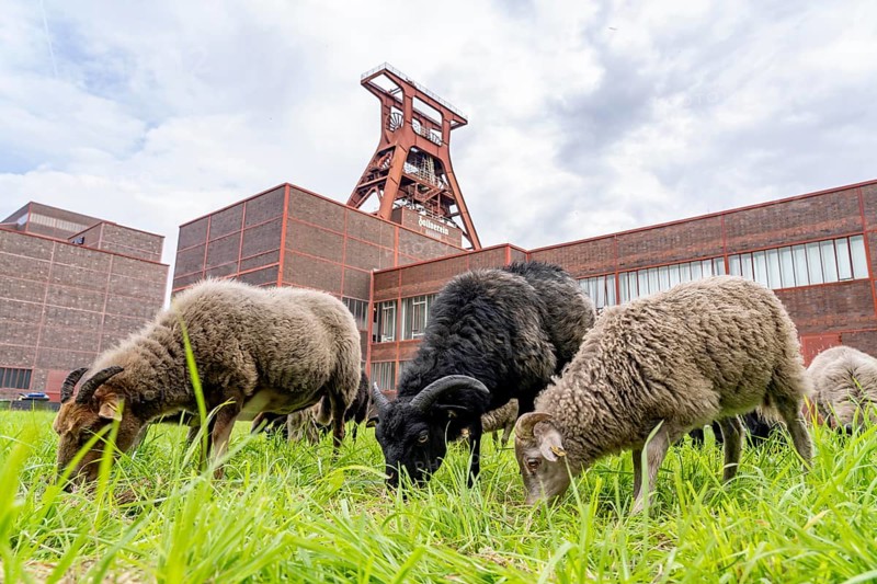 Sheep at the Zollverein Coal Mine Industrial Complex for the first time, 12 Heidschnucken and Drenther Heideschafe sheep will graze on the UNESCO World Heritage site until the end of October 2024, they are part of the green space maintenance concept and keep the meadows short, Essen, North Rhine-Westphalia