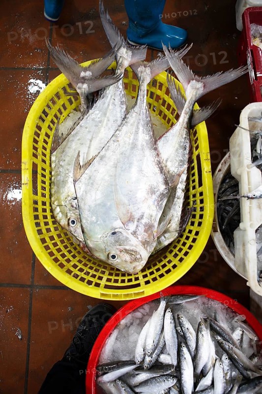 Fresh fish for sale in colourful plastic baskets, Cat Ba City market, Cat Ba Island, Halong Bay, Vietnam, Asia
