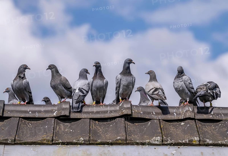 Carrier pigeons, on a pigeon loft, pigeon fancier, Mülheim, North Rhine-Westphalia, Germany, Europe