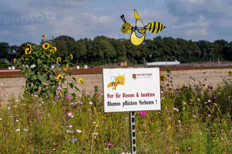 Flowering strips on an open-air area of a horticultural farm, autumn plants, heather plants, the various flowers and plants not only beautify the landscape, they are intended to provide bees and other insects, pollinators, a diverse range of flowers, also serve as biological pest control, near Kevelaer, North Rhine-Westphalia, Germany, Europe