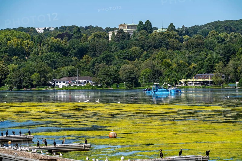 Mowing boat Nimmersatt, of the Ruhrverband, tries to keep the green plant carpet on the Lake Baldeney in Essen, in check, proliferating water plant Elodea, waterweed, an invasive species, the fast-growing water plant proliferates on large parts of the Ruhr reservoir, increased water temperatures accelerate the growth, the leisure boat traffic is severely impaired, Essen, North Rhine-Westphalia, Germany, Europe