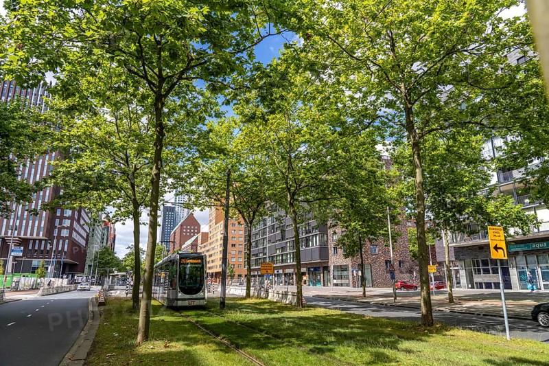 Urban greening, inner-city street Laan op Zuid, in Rotterdam's Feijenoord district, 4 lanes, 2 tram tracks, cycle paths on both sides, pavements and parking lanes, planted with hundreds of plane trees over around 1.5 km, providing shade, cooling in summer, tram tracks with grass surface, less surface sealing, urban climate, microclimate in the city, Rotterdam, Netherlands