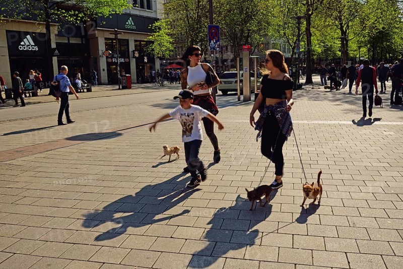Germany, Hamburg, City, Mönckebergstraße, Two young woman and boy with three small dogs, Hamburg, Hamburg, Federal Republic of Germany, Europe