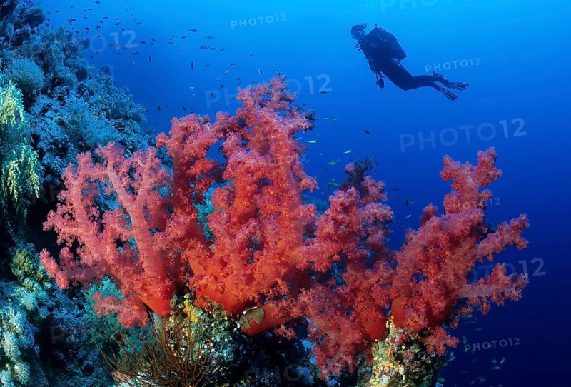 Several branches of stems of red soft coral (Dendronephthya) growing in coral reef on coral block of hard coral (Scleractina), in the background above silhouette of diver, Red Sea