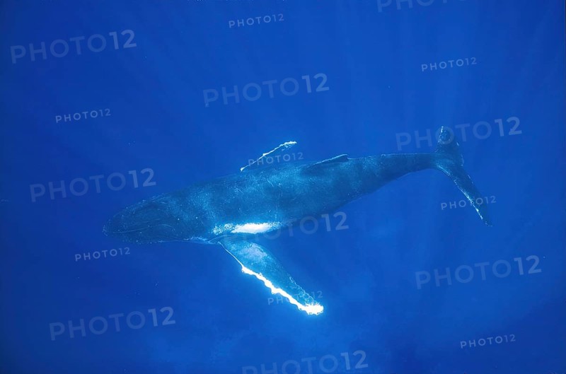 Humpback whale (Megaptera novaeangliae) sleeps in 10 metres of water in the ocean, Pacific, South Seas, Polynesia
