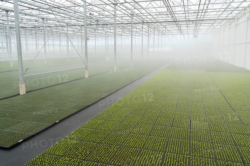 Garden nursery, cuttings, heather, broom heather plants, Calluna vulgaris, in the propagation house, here the plants grow in high humidity to develop their own roots in front of they are repotted to grow into a lavender pot plant, North Rhine-Westphalia, Germany, Europe