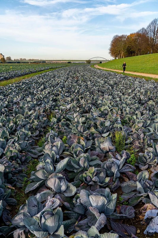 Red cabbage field, growing area in the south of Düsseldorf, Volmerswerth district, on the Rhine, North Rhine-Westphalia, Germany, Europe