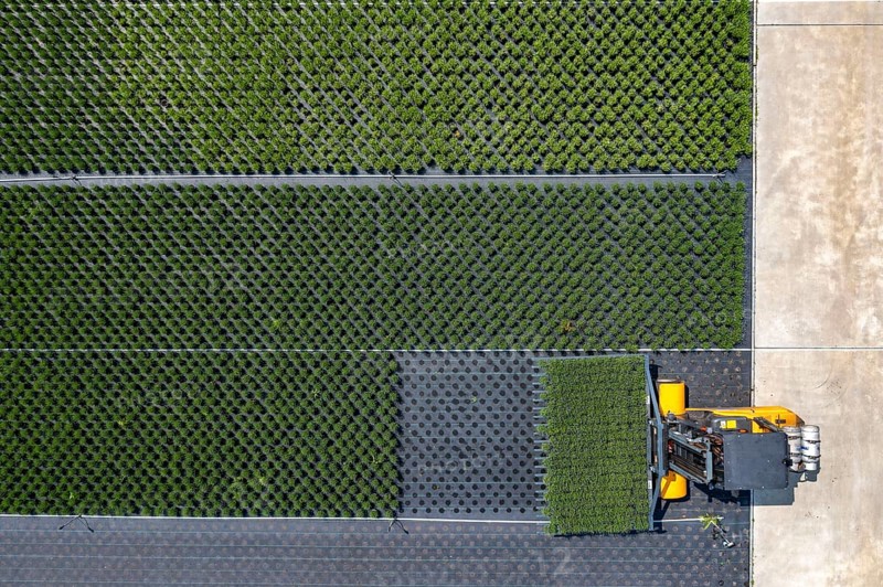 Horticultural business, broom heather plants, in flower pots, outdoors, Calluna vulgaris, are cut back to optimise the flowering behaviour, North Rhine-Westphalia, Germany, Europe