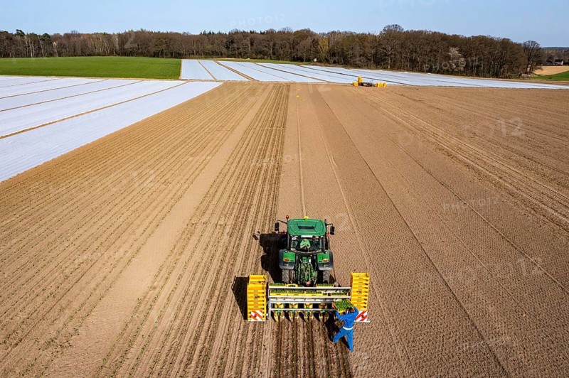 Vegetable cultivation, celery plants are planted in the field with a planting machine, Niederkrüchten, North Rhine-Westphalia, Germany, Europe