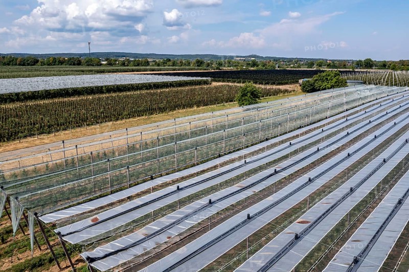 Fruit growing, berry crops, protective nets against birds, hail, heavy rain, Germany, Europe