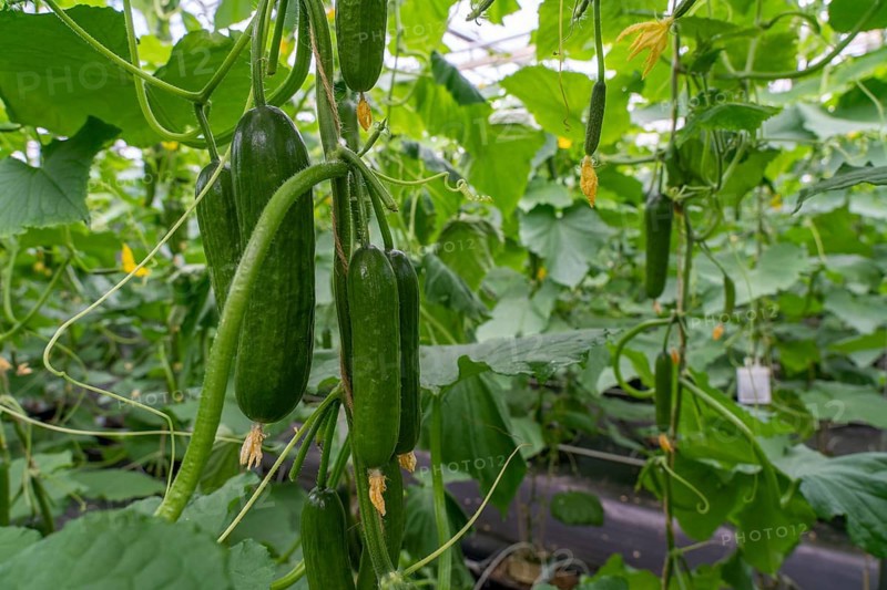 Cultivation of mini cucumbers, snack cucumbers, in a greenhouse, near Straelen, North Rhine-Westphalia, Germany, Europe