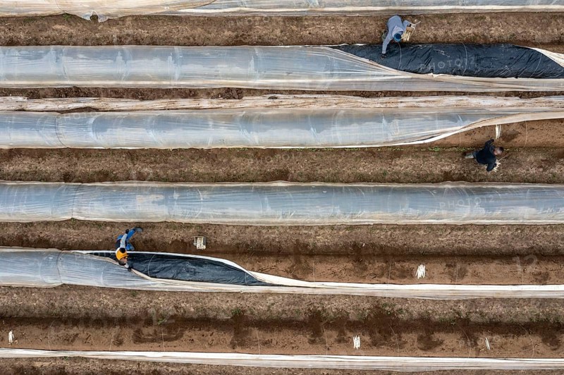 Asparagus harvest in the Rhineland, asparagus pickers at work in an asparagus field covered with plastic sheeting to allow the asparagus to grow better in the cold spring, Dormagen-Broich, North Rhine-Westphalia, Germany, Europe