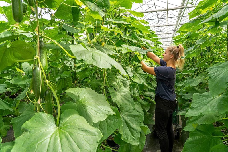 Cultivation of mini cucumbers, snack cucumbers, in a greenhouse, near Straelen, North Rhine-Westphalia, Germany, Harvesting of mini cucumbers, snack cucumbers, in a greenhouse, near Straelen, North Rhine-Westphalia, Germany, Europe