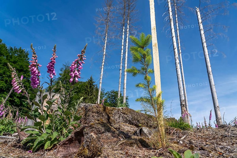 Reforestation in the Arnsberg Forest near Hirschberg, Soest district, young conifers, green Douglas firs, on the site of a spruce forest that had died and been felled due to heavy bark beetle infestation, North Rhine-Westphalia, Germany, Europe