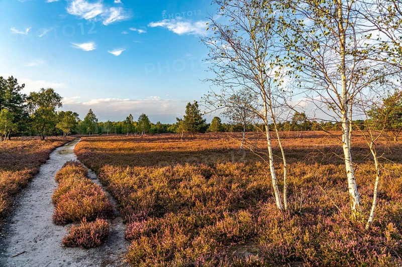 Osterheide, heather blossom of the broom heather, in the Lüneburg Heath nature reserve, Lower Saxony, Germany, Europe