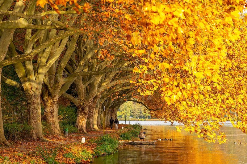 Platanen Allee, lakeside path on Lake Baldeney, near Haus Scheppen, in Essen, autumn, North Rhine-Westphalia, Germany, Europe