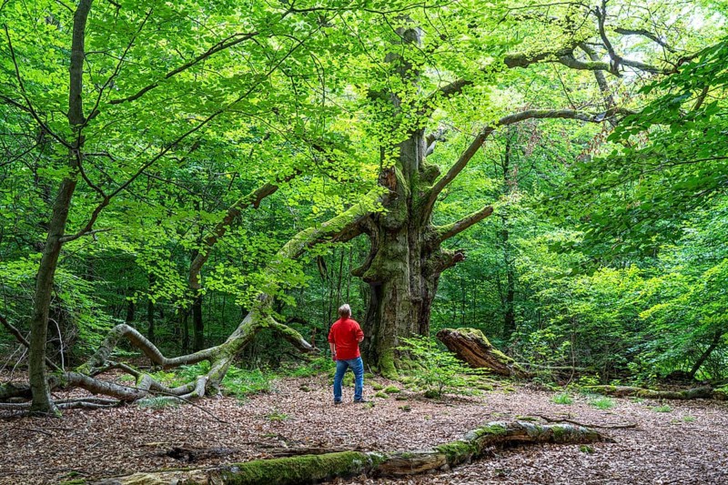 The Sababurg primeval forest, or primeval forest in the Reinhardswald, is a 95-hectare biotope under nature and landscape protection, with trees over 500 years old, hut trees, in the district of Kassel, Hesse, Germany, Europe