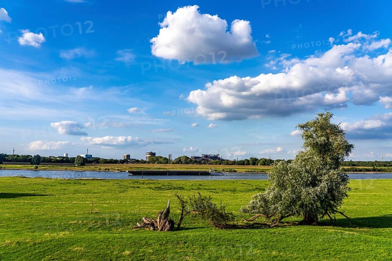 Rhine meadows near Duisburg-Baerl, on the other side of the Rhine the Thyssenkrupp Steel steelworks and Duisburg-Beeckerwerth, cargo ship, North Rhine-Westphalia, Germany, Europe