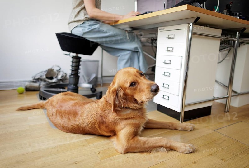 Symbolic image on the subject of office dogs. A Golden Retriever lying in an office, taken in Berlin, 18/06/2024