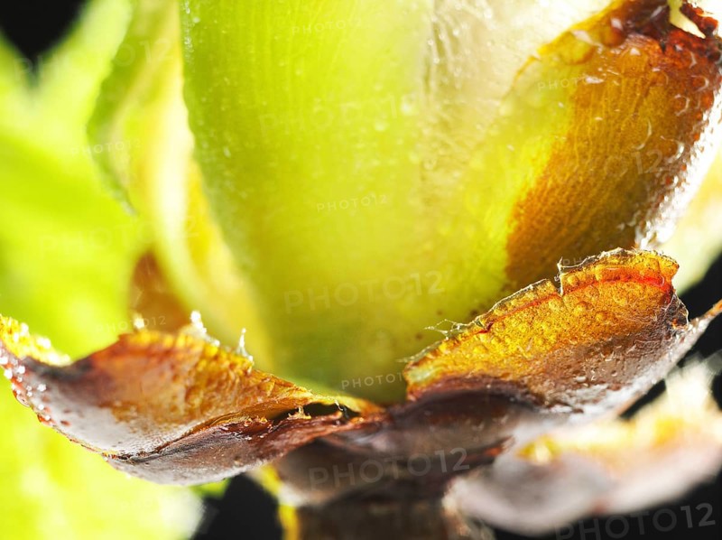 Chestnut, common horse-chestnut (Aesculus hippocastanum), detail of bud, resin droplets and fine hairs to protect the young shoots, macro photograph
