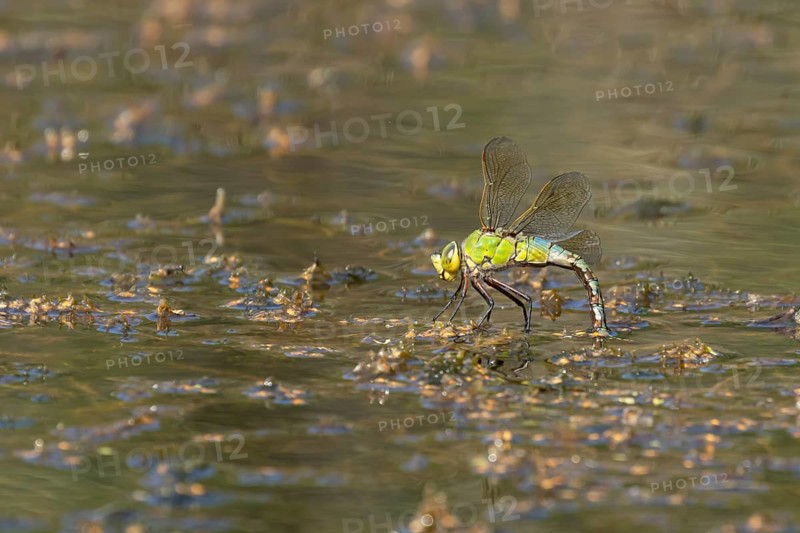 Emperor dragonfly (Anax imperator) adult female insect laying its eggs in the water of a pond, Suffolk, England, United Kingdom, Europe