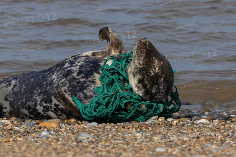 Grey seal (Halichoerus grypus) adult animal sleeping on a beach with netting wrapped around its body, Norfolk, England, United Kingdom, Europe
