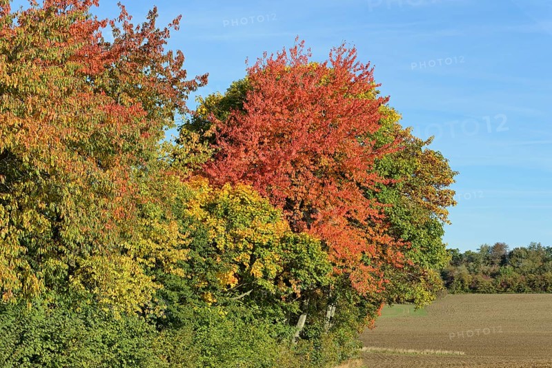 Row of trees, cherry (Prunus) and maple (Acer) with autumn leaves at the edge of a field, blue sky, North Rhine-Westphalia, Germany, Europe
