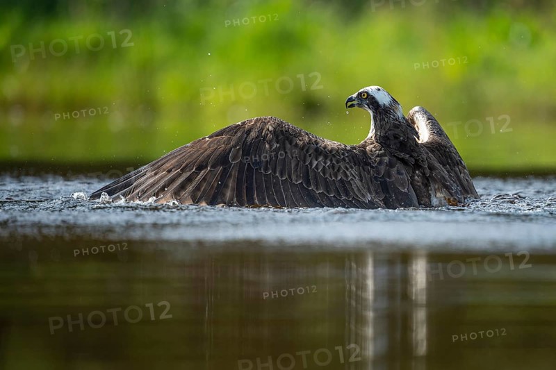 Western osprey (Pandion haliaetus) hunting, Aviemore, Scotland, Great Britain