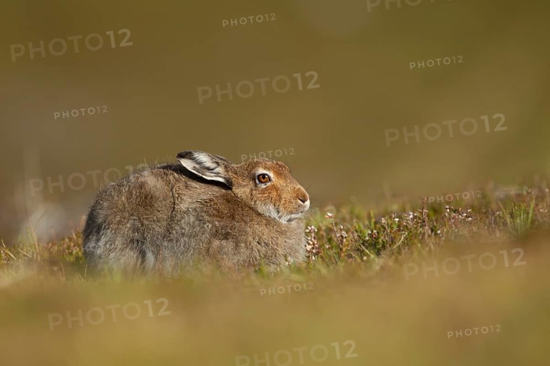 Mountain hare (Lepus timidus) adult animal resting on a mountain ridge, Scotland, United Kingdom, Europe