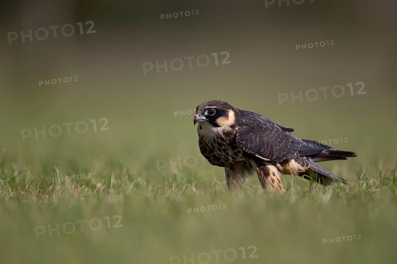 European hobby (Falco subbuteo) adult bird on a grass field, England, United Kingdom, Europe