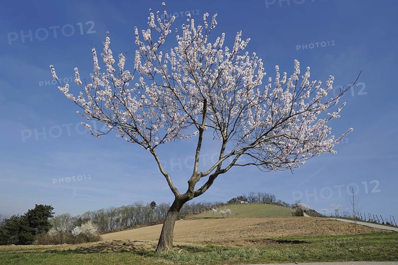 Flowering almond tree (Prunus dulcis, Prunus amygdalus), Hessische Bergstrasse, Hesse, Germany, Europe