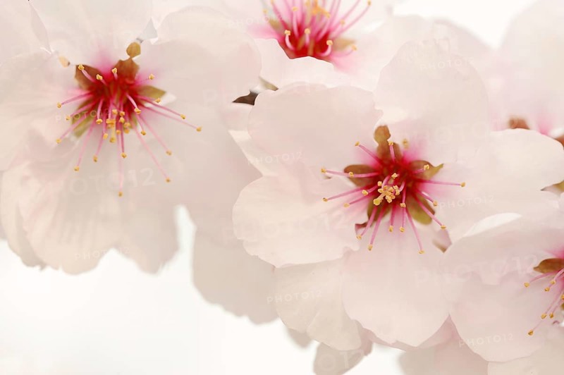 Almond tree (Prunus dulcis, Prunus amygdalus), blossoms, Hessische Bergstrasse, Hesse, Germany, Europe