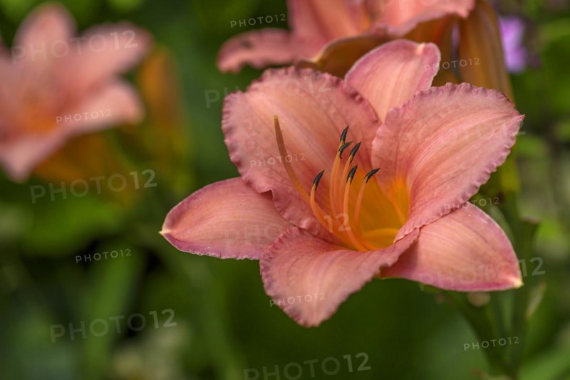 Flower of a daylily (Hemerocallis), Bavaria, Germany, Europe