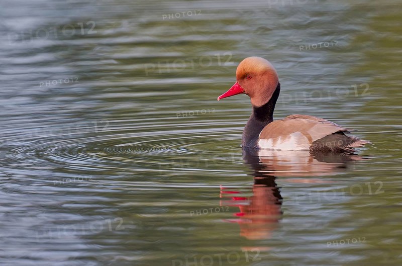Red-crested Pochard (Netta rufina), Baden-Württemberg, Germany, Europe