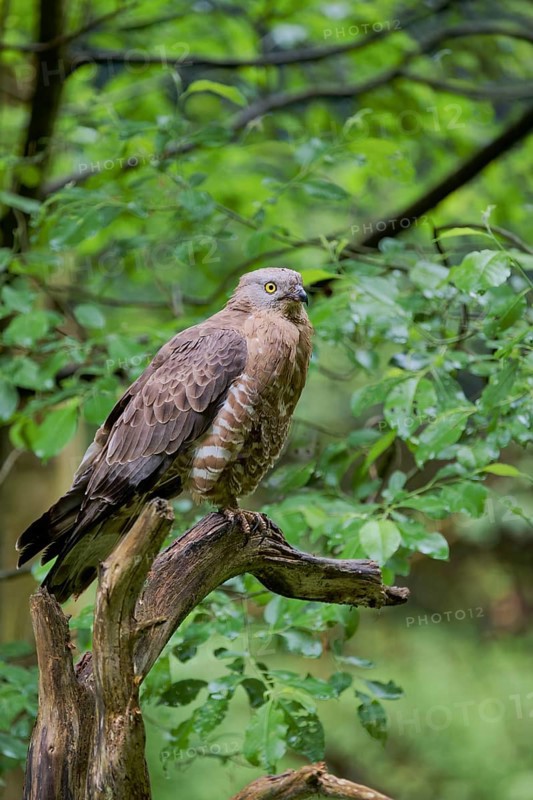 European honey buzzard (Pernis apivorus), Bavaria, Germany, Europe