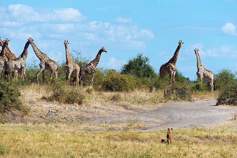 Group of giraffes (Giraffa camelopardalis) in the savannah under a clear blue sky, lion (Panthera leo) approaching giraffes, Kasane, Chobe National Park