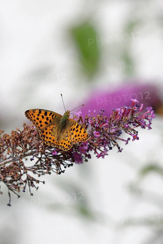 Silver-washed fritillary (Argynnis paphia) on flower panicle of butterfly-bush (Buddleja davidii), Wilnsdorf, North Rhine-Westphalia, Germany, Europe