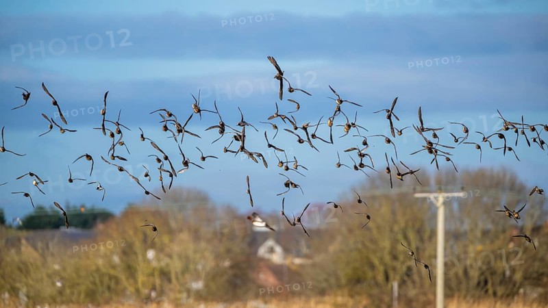Eurasian Wigeon, (Mareca penelope) birds in flight over marshes