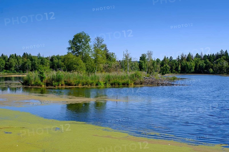 Am Torfwerk, Pfrunger-Burgweiler Ried nature reserve, Wilhelmsdorf, Baden-Württemberg, Germany, Europe